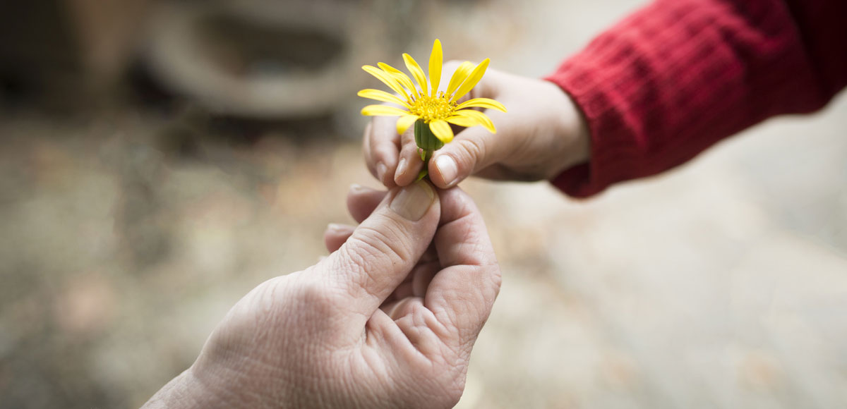 Kinderhand übergibt Blume an ältere Person